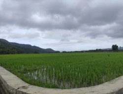 Kemarau Basah, Tanaman Padi Rawan Serangan Hama namun Luas Tanam di Pacitan Justru Bertambah