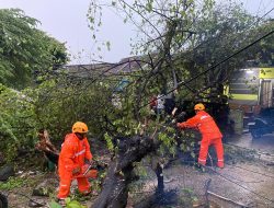 Hujan dan Angin Kencang Awal Tahun, Pohon Tumbang Tutup Jalur Pacitan–Ponorogo