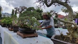 252 Bonsai Ramaikan Kontes HUT Pacitan ke-281, Harga Ada yang Tembus Rp 50 Juta