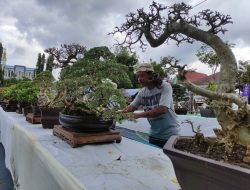 252 Bonsai Ramaikan Kontes HUT Pacitan ke-281, Harga Ada yang Tembus Rp 50 Juta