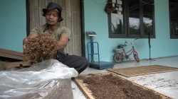 Dana Cukai Dorong Modernisasi Pertanian Tembakau di Pacitan