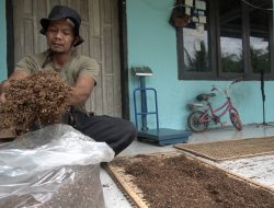 Dana Cukai Dorong Modernisasi Pertanian Tembakau di Pacitan