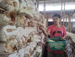 Berawal dari 170 Baglog, Pasutri di Wonoanti Pacitan Kini Kelola 25 Ribu Baglog Jamur Tiram