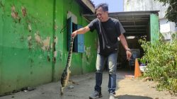 Biawak Satu Meter Tiba-Tiba Muncul di Angkringan, Pelanggan Gempar