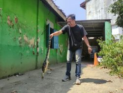 Biawak Satu Meter Tiba-Tiba Muncul di Angkringan, Pelanggan Gempar